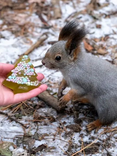 Мармелад сосновый ЁЛОЧКА, 90гр